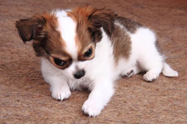 Due cani chihuahua sta riposando — Foto Stock