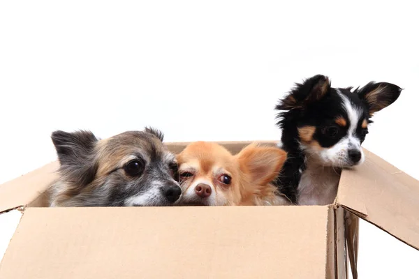 Trois chihuahua dans la boîte en papier — Photo