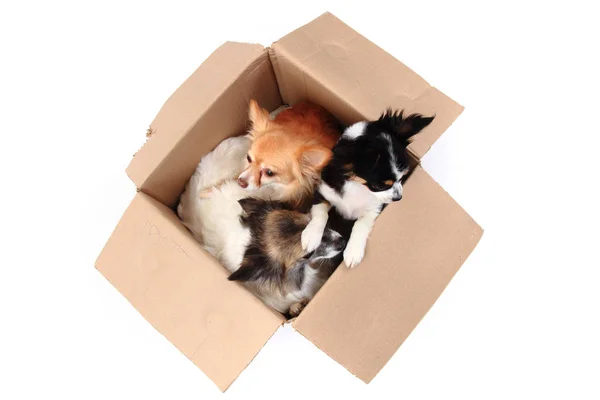 Three chihuahua in the paper box — Stock Photo, Image