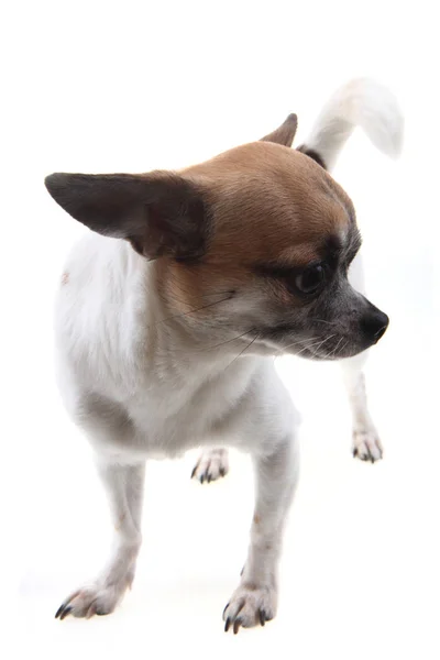 Kleiner Chihuahua isoliert — Stockfoto