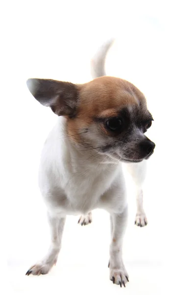 Small chihuahua isolated — Stock Photo, Image