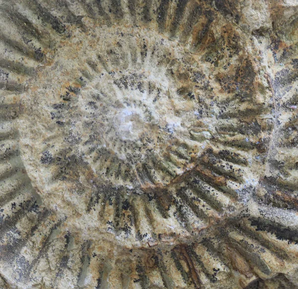 Geology ammonite texture — Stock Photo, Image