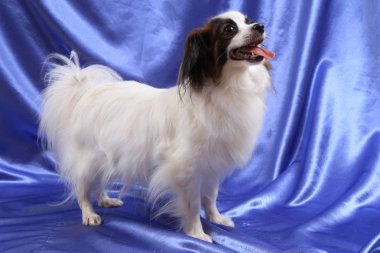 Papillon köpek genç bayan