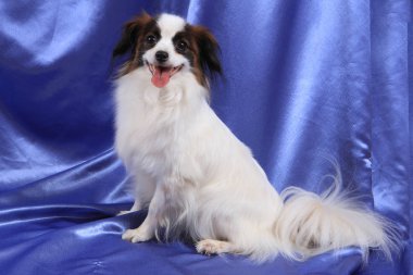 Papillon köpek genç bayan