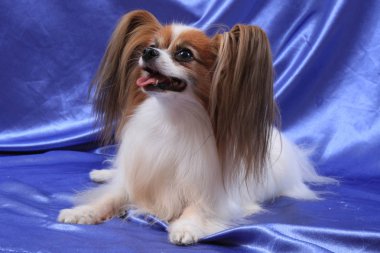 Papillon köpek yaşlı kadın