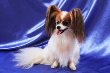 Papillon köpek yaşlı kadın