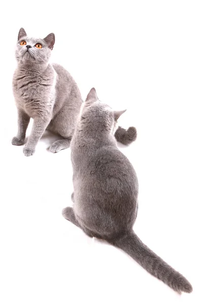 Британская кошка изолирована — стоковое фото