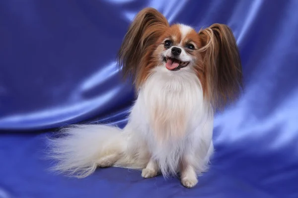 Papillon hund gammal dam — Stockfoto