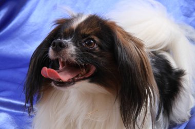 Papillon köpek genç bayan