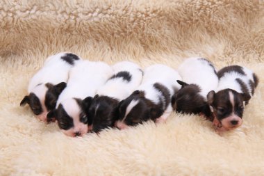 Papillon köpek Yenidoğan