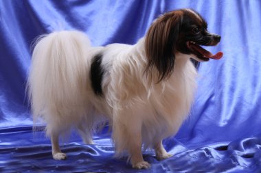 Papillon köpek genç bayan