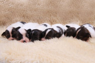 Papillon köpek Yenidoğan