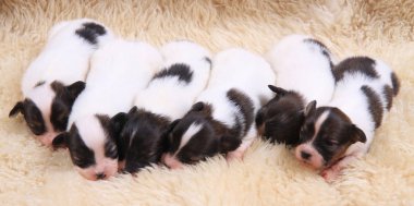 Papillon köpek Yenidoğan