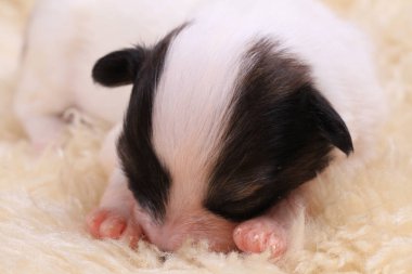 Papillon köpek yeni doğan
