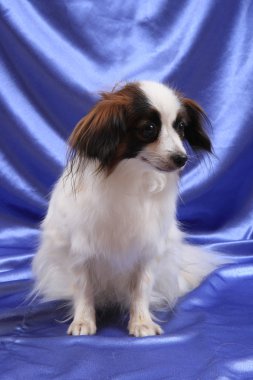 Papillon köpek genç bayan