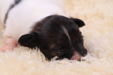 Papillon köpek yeni doğan