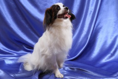 Papillon köpek genç bayan