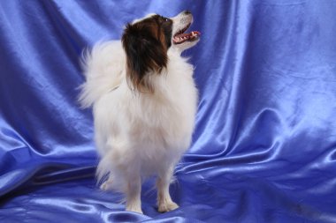 Papillon köpek genç bayan