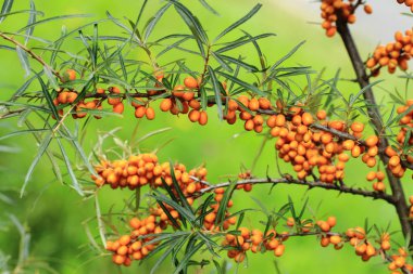 Deniz cehri bitki meyve ile