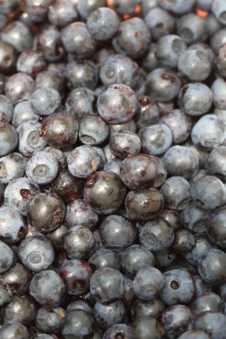 taze yaban mersini arka plan