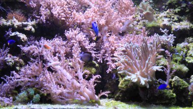 deniz akvaryum arka plan