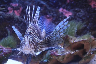 Deniz suyundaki lionfish