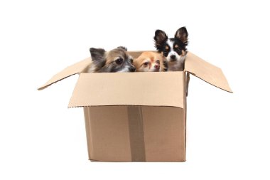 Kağıt kutusunda üç chihuahua köpek