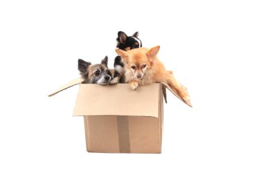 Kağıt kutusunda üç chihuahua köpek