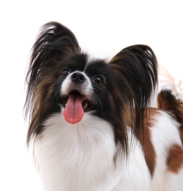 Papillon köpek izole