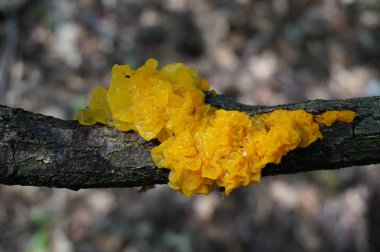 Tremella mesenterica sarı egzotik mantar olarak