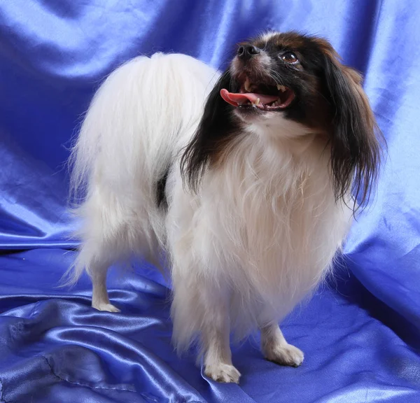 Papillon köpek genç bayan