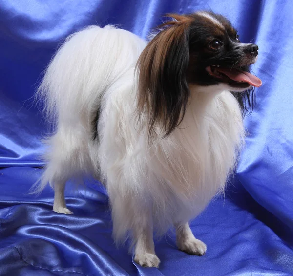 Papillon köpek genç bayan