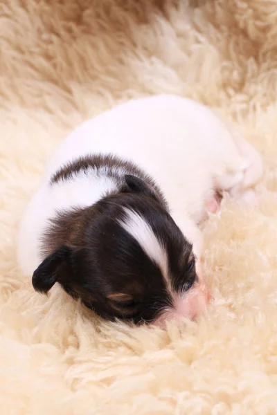 Papillon köpek yeni doğan — Stok fotoğraf