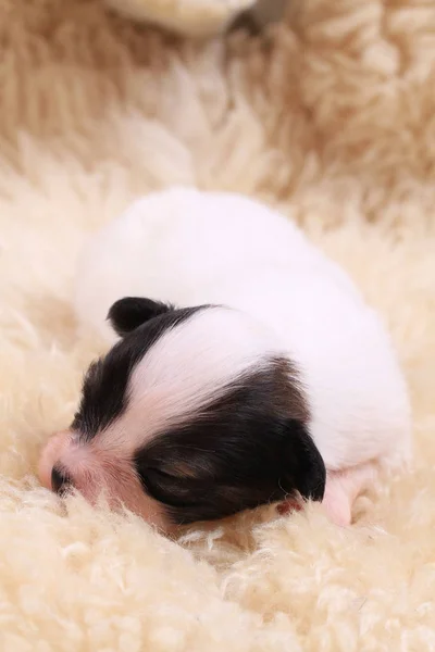 Recém-nascido cão papillon — Fotografia de Stock