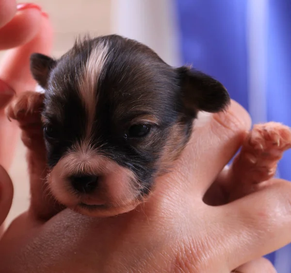 Papillon köpek yeni doğan — Stok fotoğraf