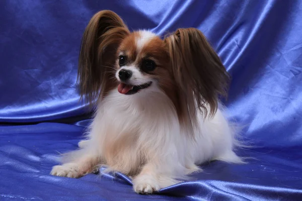 Papillon cão velha senhora — Fotografia de Stock