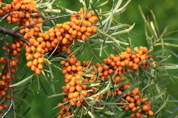Sea buckthorn plant with fruits — Stock Photo, Image