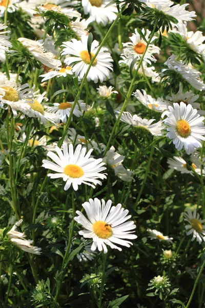 Λευκά άνθη μαργαρίτας — Φωτογραφία Αρχείου