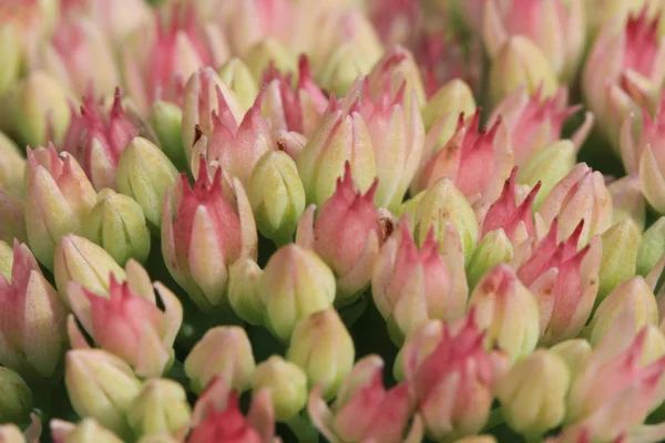 Fundo de flor desconhecido — Fotografia de Stock