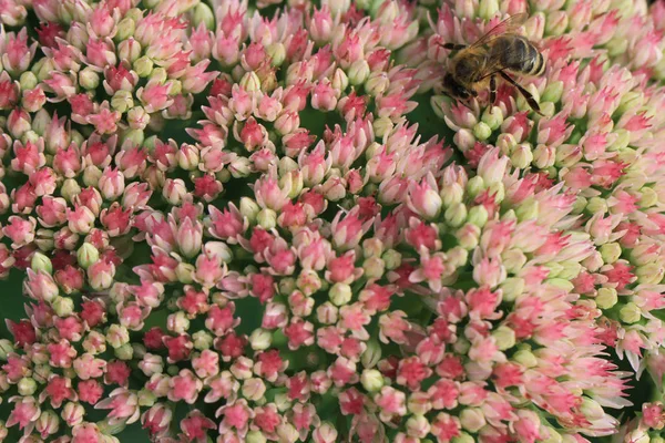 Arı ve çiçek — Stok fotoğraf