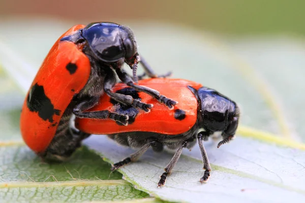 Due coleotteri arancioni stanno facendo sesso — Foto Stock