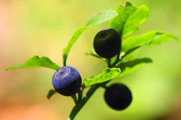 蓝莓植物水果 — 图库照片