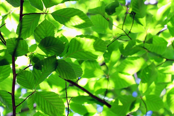 Faia verde folhas fundo — Fotografia de Stock