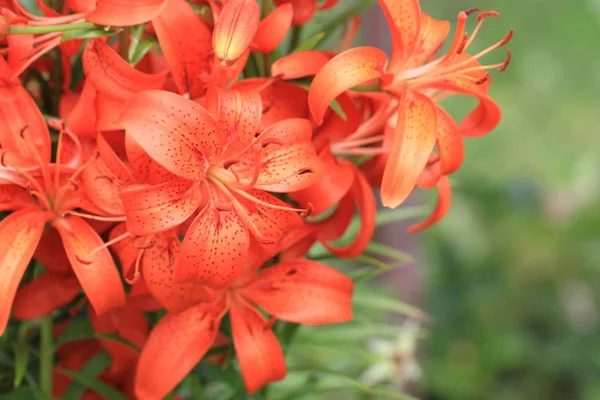 Lilly oranžové květiny — Stock fotografie