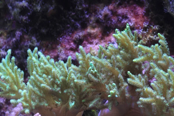 바다 수족관 배경 — 스톡 사진