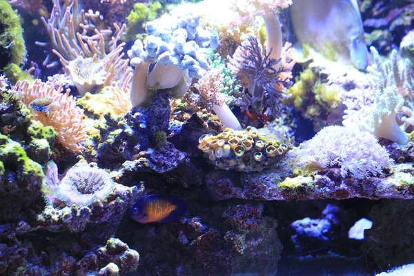Морський акваріум фону — стокове фото