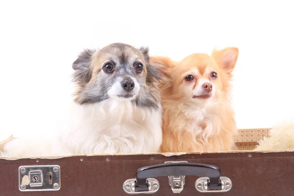 Dogs in the suitcase — Stock Photo, Image