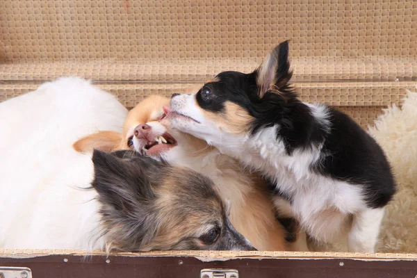 Hunde im Koffer — Stockfoto