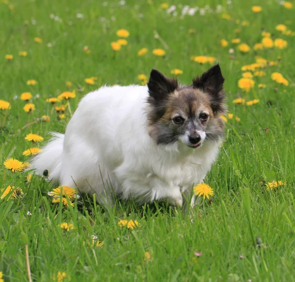 Kleine hond in het gras — Stockfoto