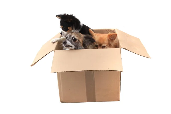 종이 상자에 있는 3 개의 치와와 개 — 스톡 사진